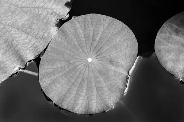 호수에 있는 연잎 — 스톡 사진