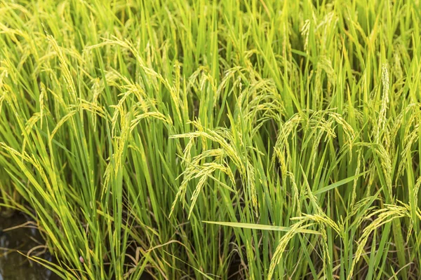 Rijst veld in land — Stockfoto