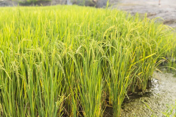 Close Van Groene Paddy Rijst Plant Thailand — Stockfoto