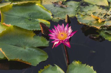 Lotus çiçeği yeşil lotus yaprağı - seçici odak