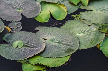 Lotus yaprağı suyu