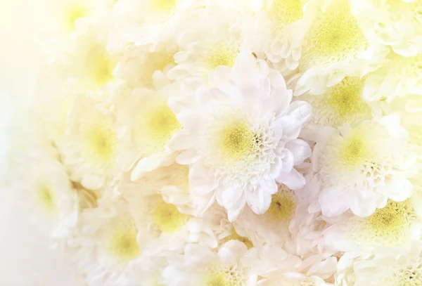 Beyaz Papatya Çiçek Yumuşak Renk Arka Plan Için Güzel Arka — Stok fotoğraf