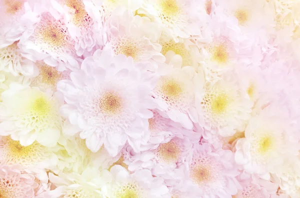 Beyaz Papatya Çiçek Güzel Arka Plan — Stok fotoğraf