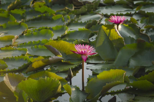 Röd Lotus Och Blad Vattnet Dammen — Stockfoto