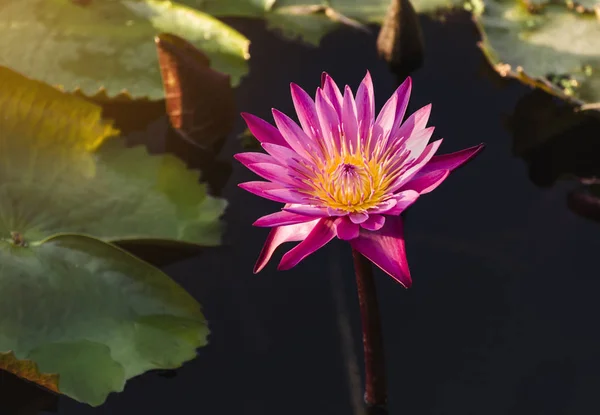 Lotus Flower Green Lotus Leaf Selective Focus — Stock Photo, Image