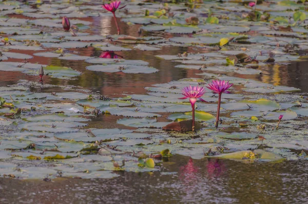 Röd Lotus Kanalen — Stockfoto