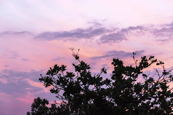 Zusammensetzung Der Natur Farbenfroher Sonnenuntergang Mit Baumsilhouette — Stockfoto