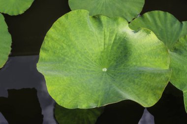 Nilüfer yaprağı için arka plan, yeşil hat doku arka plan doku