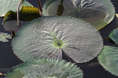 yeşil yaprak lotus arka plan olarak