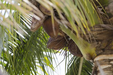 Hindistancevizi palmiye ağacı doğada Kuru