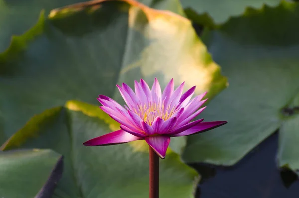 Red Lotus Flower Green Lotus Leaf Selective Focus — Stock Photo, Image