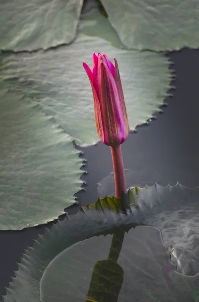 Zaměřit Začínající Červené Lotus — Stock fotografie