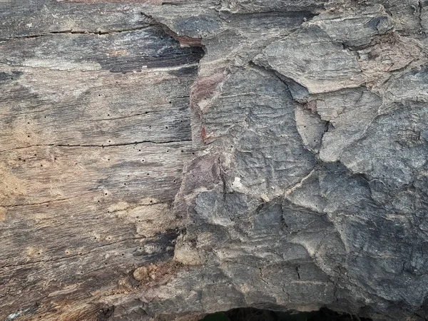 Termite Βλάβη Σάπιο Ξύλο Αφηρημένη Grungy Σάπια Φλοιό Επιλεκτική Εστίαση — Φωτογραφία Αρχείου