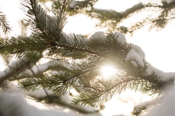 Sněhem pokrytá větve stromů jedle za slunečného počasí, detail — Stock fotografie