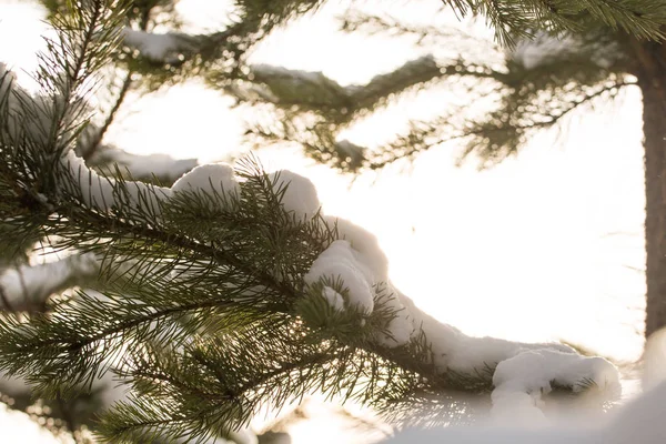 Sněhem pokrytá větve stromů jedle za slunečného počasí, detail — Stock fotografie