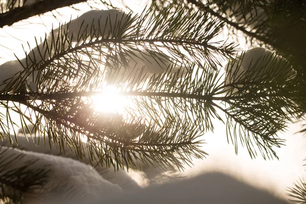 Sneeuw bedekte takken van de bomen van de spar bij zonnig weer, close-up — Stockfoto