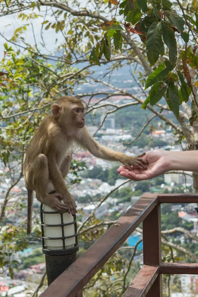 Aperto de mão entre a mão humana e macaco — Fotografia de Stock