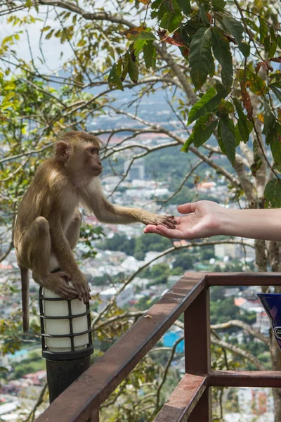 Aperto de mão entre a mão humana e macaco — Fotografia de Stock