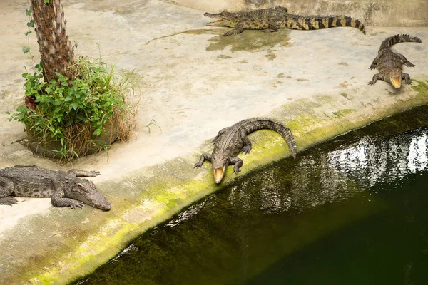 THAILAND Crocodile Farm and Zoo — Stock Photo, Image