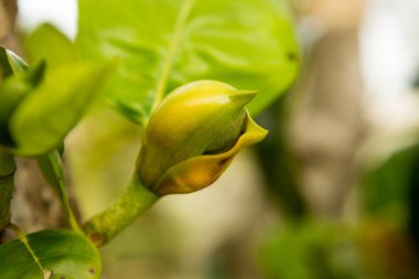Ağaçta küçük taze durian