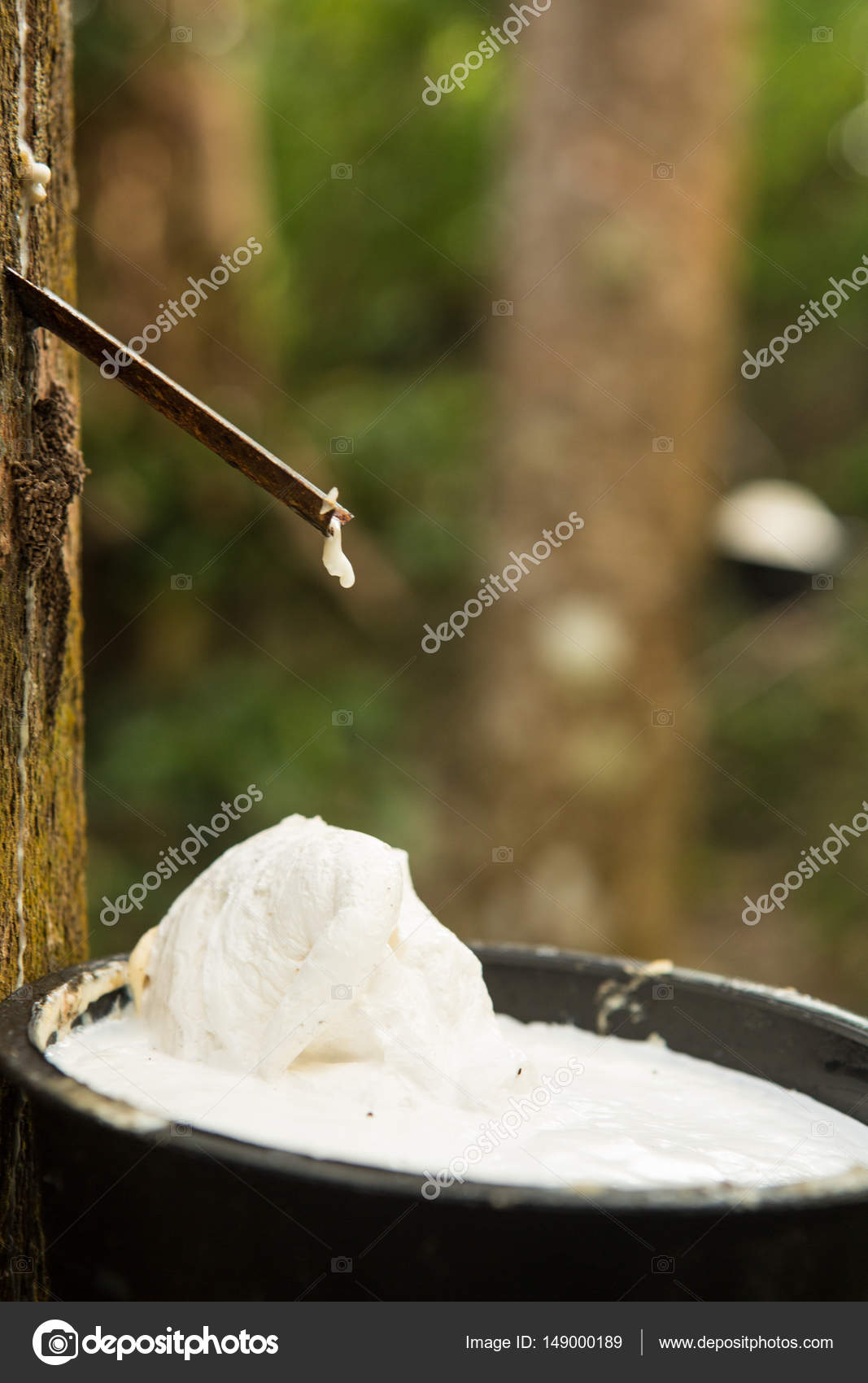 Juice of rubber trees to collect for the production of rubber Stock