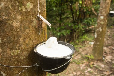 juice of rubber trees to collect for the production of rubber clipart