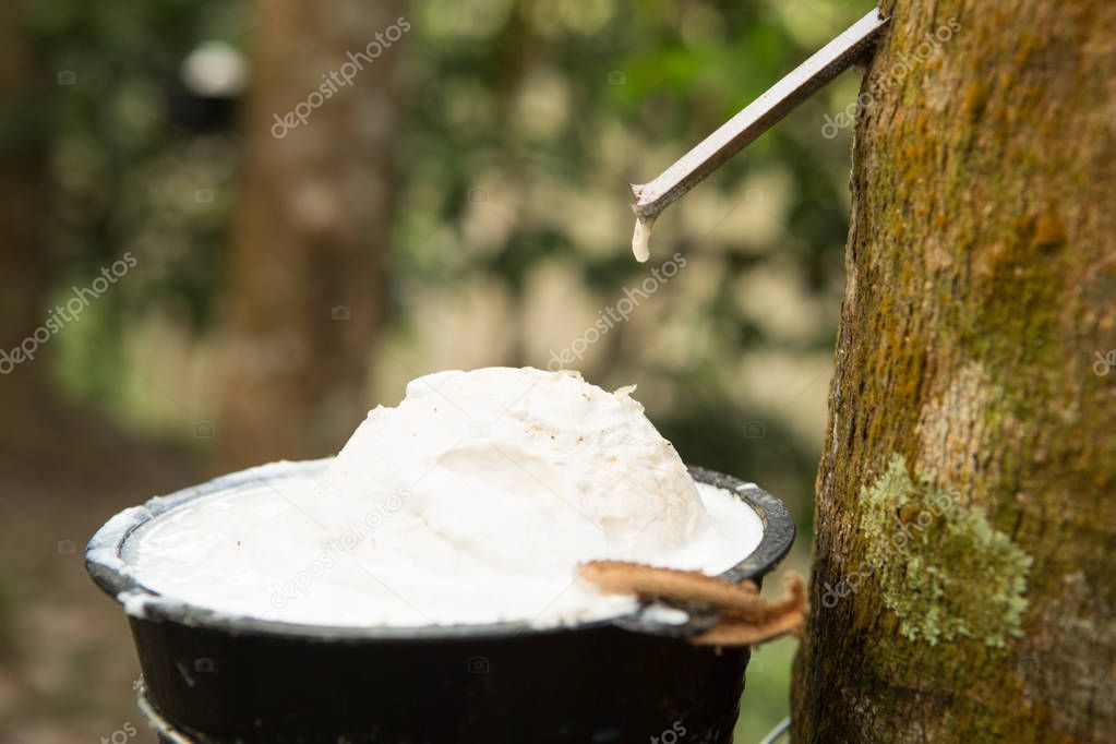 juice of rubber trees to collect for the production of rubber