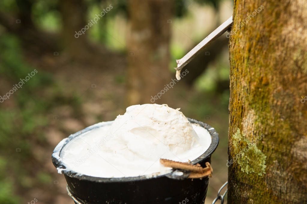 juice of rubber trees to collect for the production of rubber