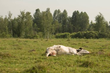 İnekler yeşil alanda