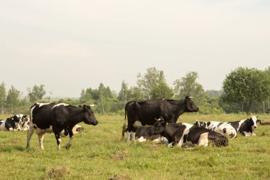 İnekler yeşil alanda