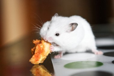 Bir elma yemek şirin komik beyaz hamster