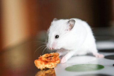 Bir elma yemek şirin komik beyaz hamster