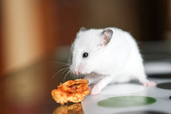 Bir elma yemek şirin komik beyaz hamster