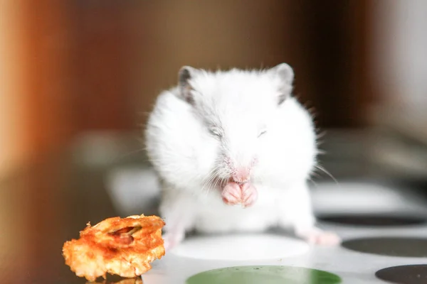 Leuke grappige witte hamster eten een appel — Stockfoto