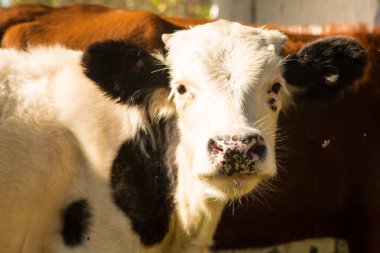 yolda yürürken küçük meraklı buzağı