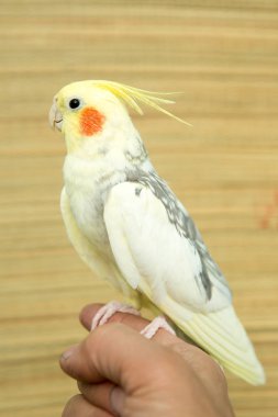 Sarı corella papağan kırmızı yanakları ve uzun tüyleri ile