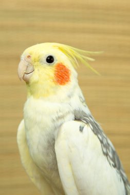 Sarı corella papağan kırmızı yanakları ve uzun tüyleri ile