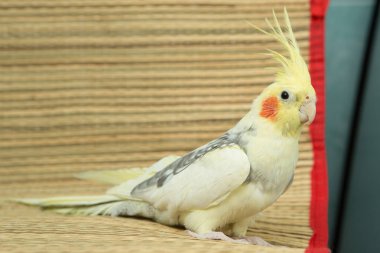 Sarı corella papağan kırmızı yanakları ve uzun tüyleri ile