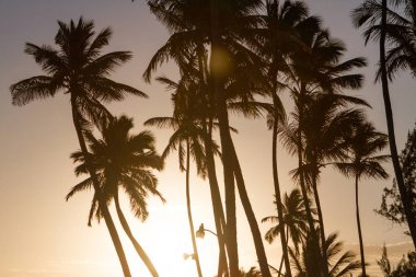 Gün batımında palmiye ağaçlarının silueti