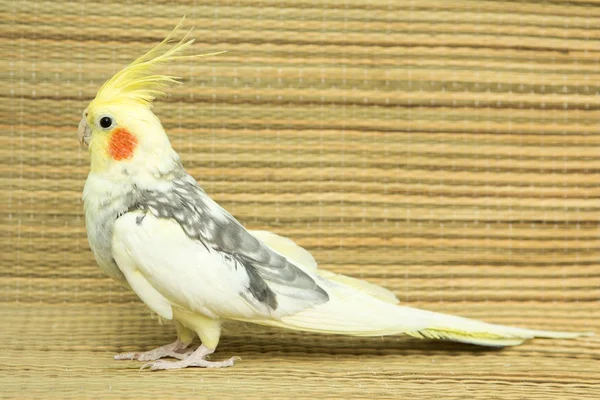 Un loro corella amarillo con mejillas rojas y plumas largas —  Fotos de Stock