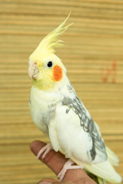 Sarı corella papağan kırmızı yanakları ve uzun tüyleri ile