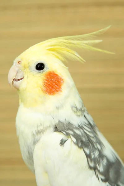 Un loro corella amarillo con mejillas rojas y plumas largas —  Fotos de Stock