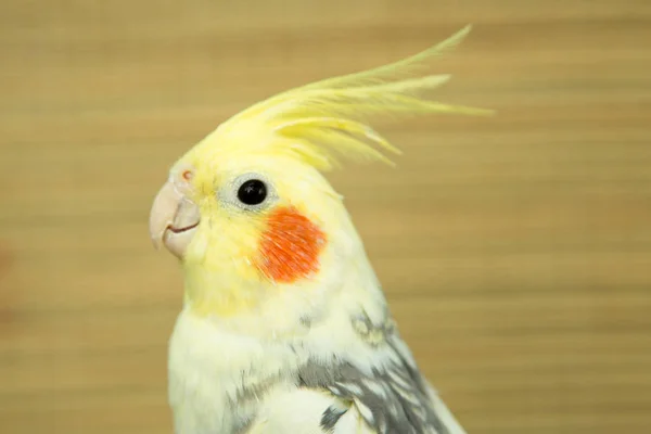 Sarı corella papağan kırmızı yanakları ve uzun tüyleri ile — Stok fotoğraf