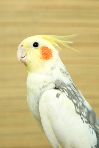 Papuga corella żółty z czerwonymi policzkami i długich piór — Zdjęcie stockowe