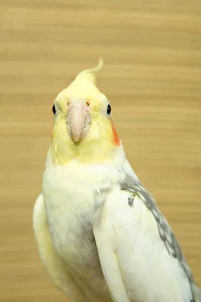 Un pappagallo corella giallo con guance rosse e piume lunghe — Foto Stock