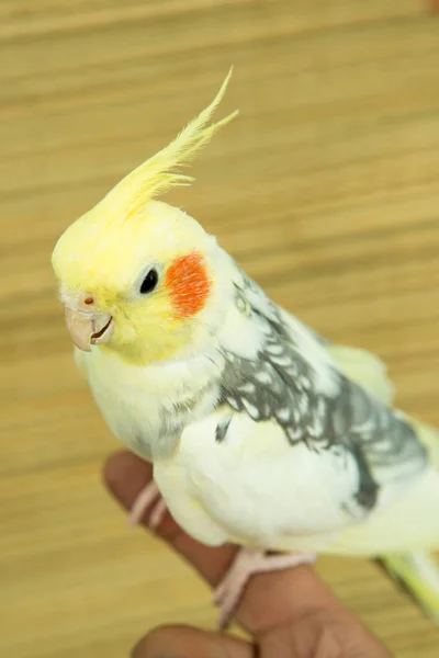 Ein gelber Corella Papagei mit roten Wangen und langen Federn — Stockfoto