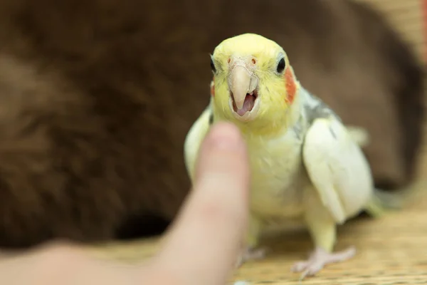 นกแก้วสีเหลืองที่มีแก้มสีแดงและขนยาว — ภาพถ่ายสต็อก