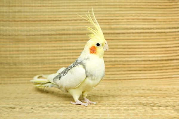 赤い頬と長い羽の黄色コレージャ オウム — ストック写真