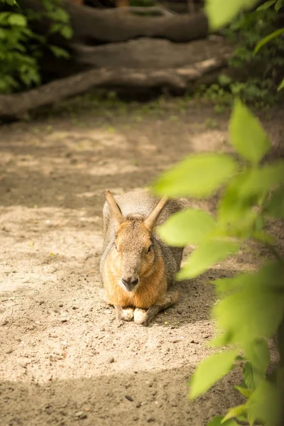 Kangaroo at the zoo warm summer day — Stock Photo, Image