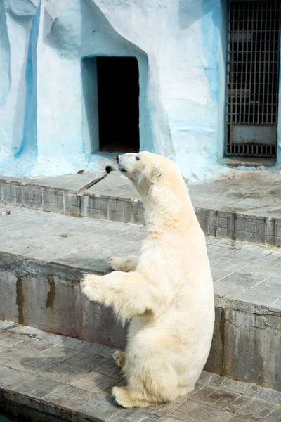 Oso polar en un zoológico —  Fotos de Stock